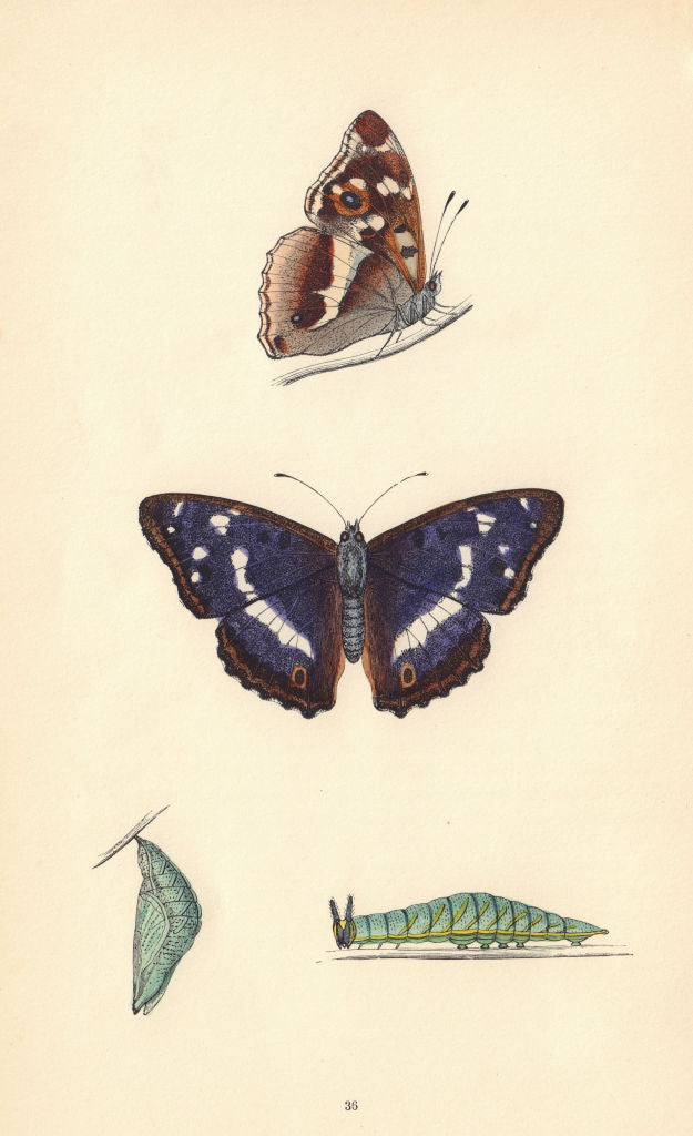 BRITISH BUTTERFLIES. Purple Emperor. MORRIS 1865 old antique print picture